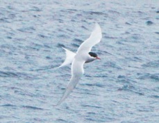 Antarctic Tern 5306.jpg