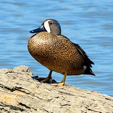 Blue-winged Teal 0004