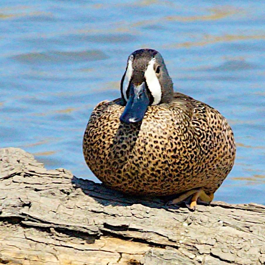 Blue-winged Teal 0029