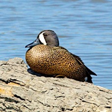 Blue-winged Teal 9994