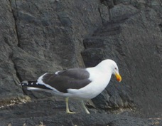 Kelp Gull 9404.jpg
