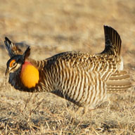 Greater Prairie Chickenn-128 192+