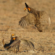 Two Prairie Chickens fighting-98+192