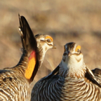 Greater Prairie Chickenn-114.jpg