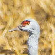 Sandhill Cranes up close-27 192