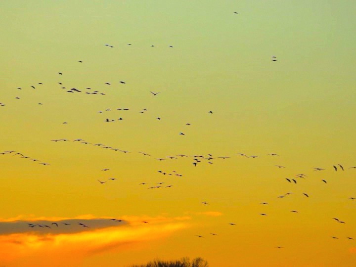 Sandhill Cranes flying high.m4v
