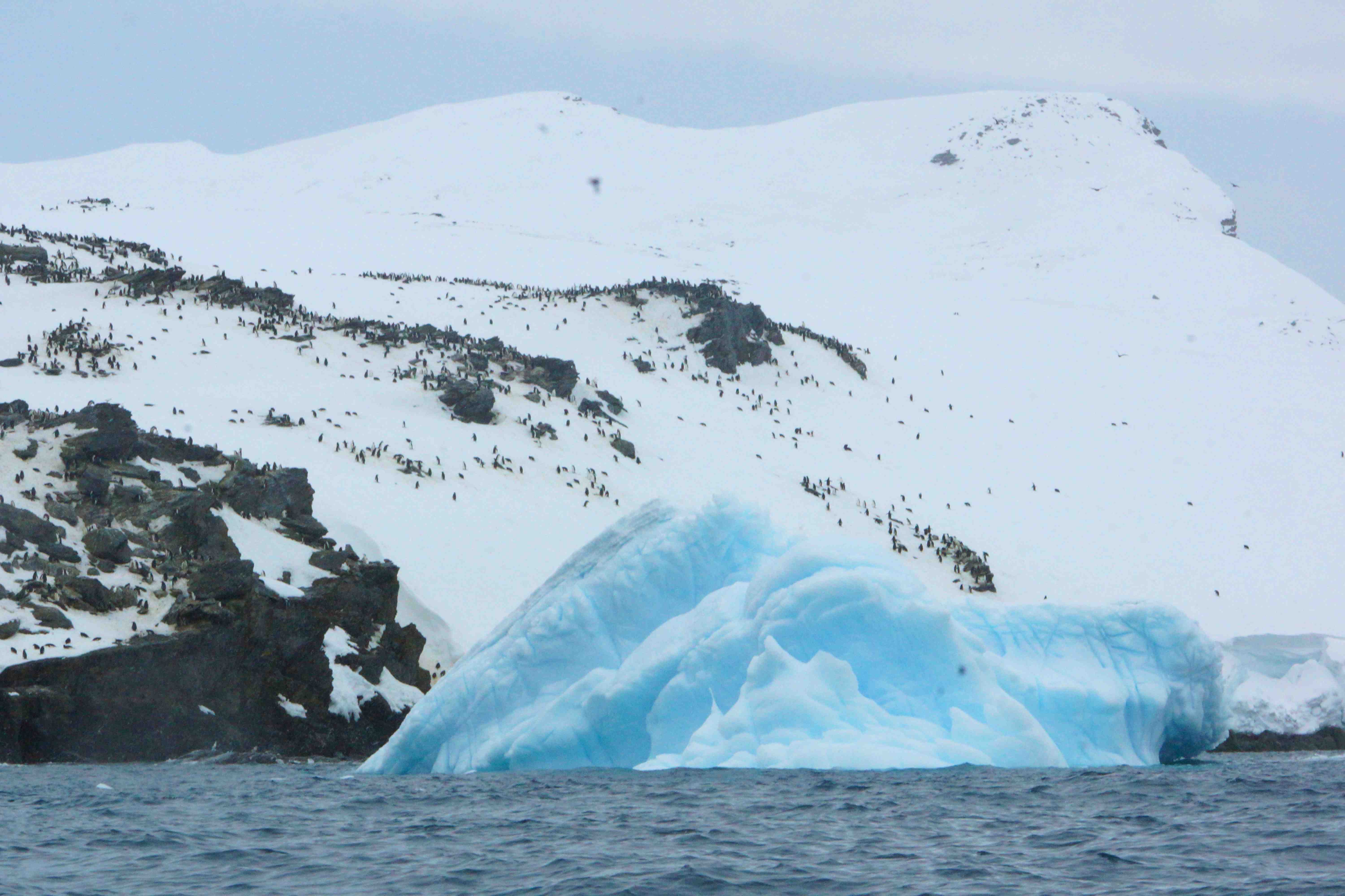 Blue iceberg Coronation Isl.6699.jpg