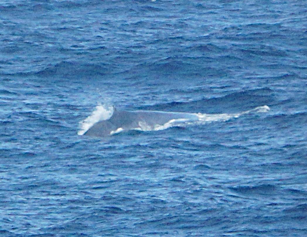 9a Blue whale from the bridge 7238.jpg