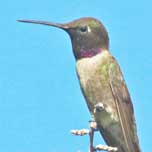 Black-chinned Hummingbird 7884  152