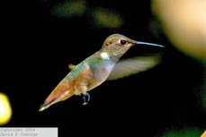 Allen's Hummingbird 6619