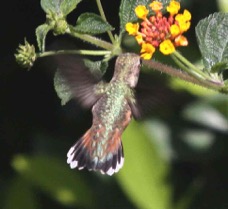 Allen's Hummigbird 2838