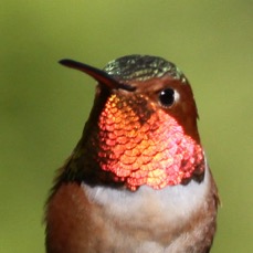 Allen's Hummingbird 1043.jpg