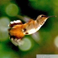 Allen's Hummingbird 2169