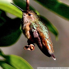 Allen's Hummingbird 2397.jpg