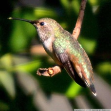 Allen's Hummingbird 2445