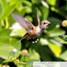 Allen's Hummingbird 2854