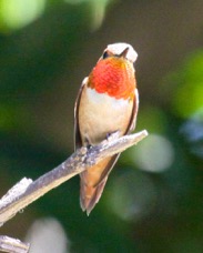 Allen's Hummingbird 5759.jpg
