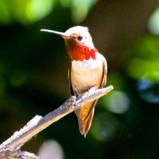 Allen's Hummingbird 5760.jpg