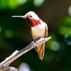 Allen's Hummingbird 5764.jpg