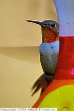 Allen's Hummingbird 6676.jpg