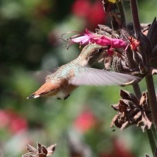 Allen's Hummingbird female 1095.jpg