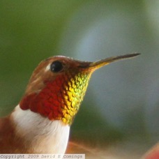 Allen's Hummingbird male 5764.jpg