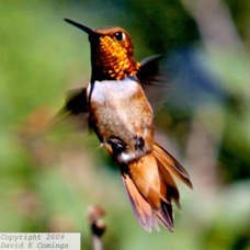 Rufous Hummingbird 7814