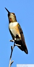 Rufous Hummingbird 7831