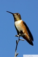 Rufous Hummingbird 7833.jpg