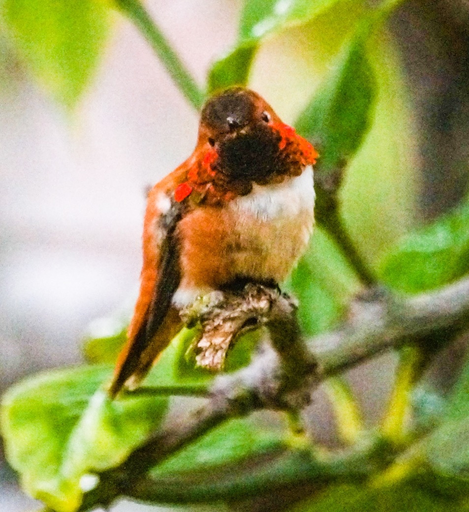 Rufous Hummingbird-16.jpg
