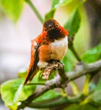 Rufous Hummingbird-16.jpg