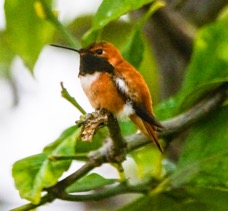 Rufous Hummingbird-27.jpg