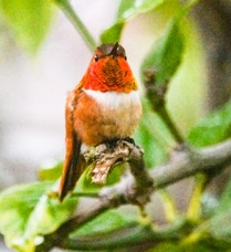Rufous Hummingbird-6.jpg