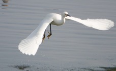 Snowy Egret-49.jpg