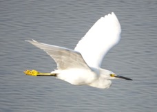 Snowy Egret-91.jpg