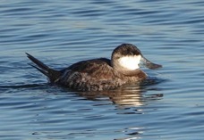 Ruddy Duck non-breeding male-3.jpg