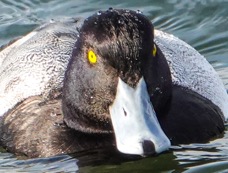 Greater Scaup male-99.jpg