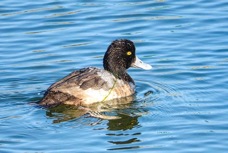 Greater Scaup male-61.jpg